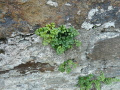 Asplenium ruta-muraria