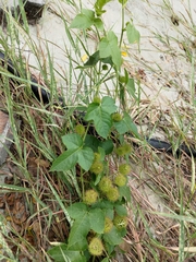 Passiflora vesicaria