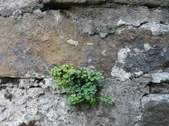 Asplenium ruta-muraria
