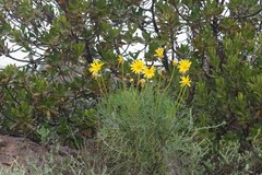 Euryops speciosissimus