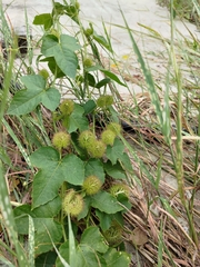 Passiflora vesicaria
