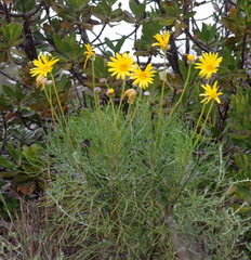 Euryops speciosissimus