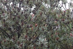 Protea laurifolia