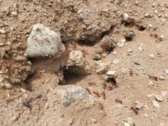 Pogonomyrmex californicus