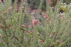 Leucospermum calligerum