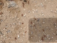 Pogonomyrmex californicus