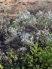 Olearia pimeleoides