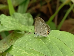 Euchrysops cnejus cnejus