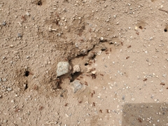 Pogonomyrmex californicus