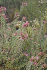 Leucospermum calligerum