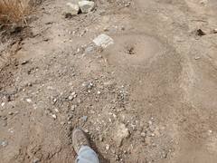 Pogonomyrmex californicus