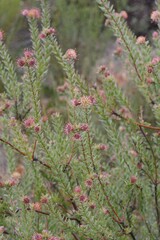 Leucospermum calligerum