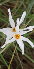 Narcissus deficiens
