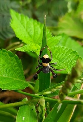 Stegodyphus tibialis