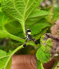 Stegodyphus tibialis