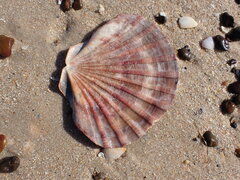 Pecten fumatus