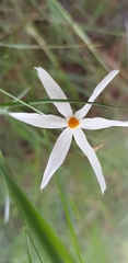 Narcissus deficiens