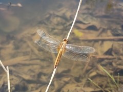 Crocothemis servilia