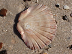 Pecten fumatus