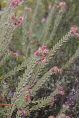 Leucospermum calligerum