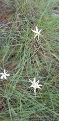 Narcissus deficiens