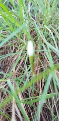 Narcissus deficiens