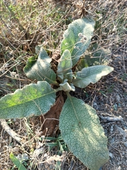 Verbascum