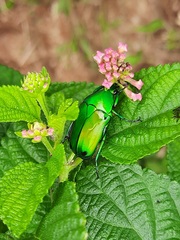 Heterorrhina elegans