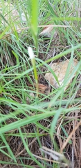 Narcissus deficiens