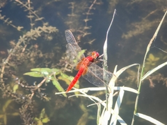 Crocothemis servilia