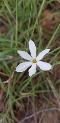 Narcissus deficiens