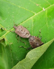 Halyomorpha picus