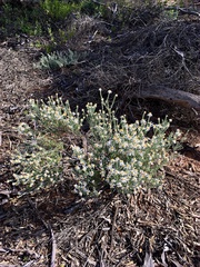 Olearia pimeleoides