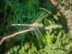 Orthetrum sabina