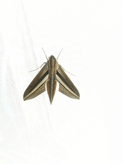 Theretra oldenlandiae