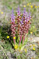 Lachenalia mutabilis