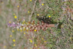 Lachenalia mutabilis