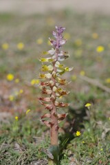 Lachenalia mutabilis