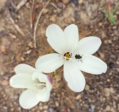 Sparaxis grandiflora