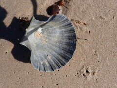 Pecten fumatus