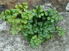 Asplenium ruta-muraria