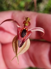 Caladenia cardiochila