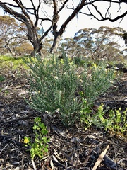 Olearia pimeleoides