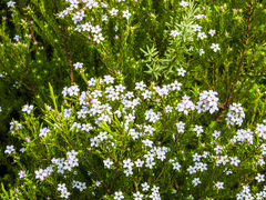 Coleonema pulchellum