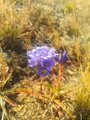 Gentiana decumbens