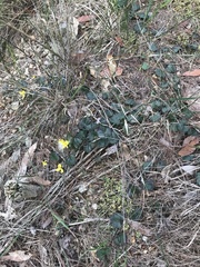 Goodenia rotundifolia