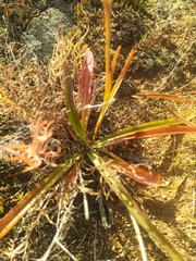Gentiana decumbens