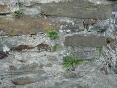Asplenium ruta-muraria