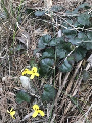 Goodenia rotundifolia