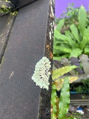 Flavopunctelia flaventior